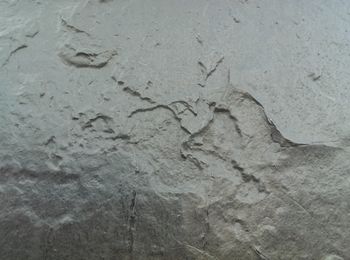 Close-up of footprints on sand