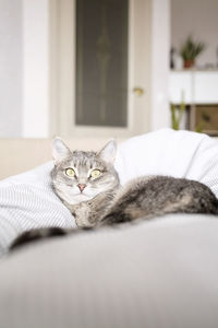 domestic animals