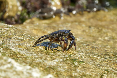 Marbled rock crab or runner crab pachygrapsus marmoratus fabricius, 1787 eating on the rocks