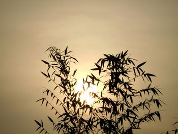 Close-up of silhouette plant against sky at sunset