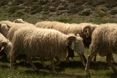 Sheep grazing in the french pyrenees