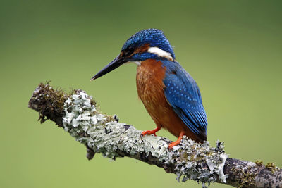 Male kingfisher catching fish from a moss covered perch