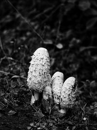 Close-up of mushroom growing on field