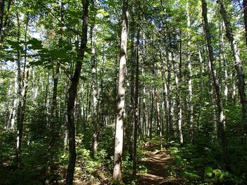 View of trees in forest