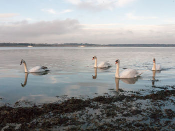 Birds swimming in lake against sky