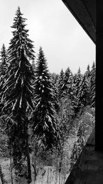 Pine trees in forest against sky during winter