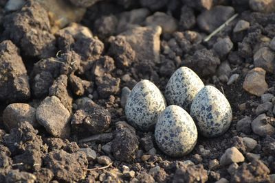 High angle view of eggs on stones