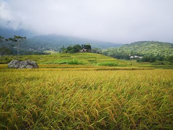 Scenic view of field against sky