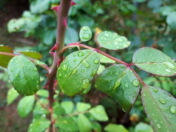 Close-up of raindrops on leaves