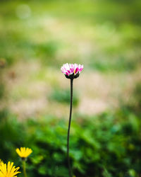 Close-up of flower blooming outdoors