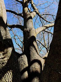 Low angle view of bare trees against the sky