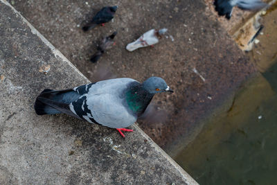 High angle view of pigeon perching