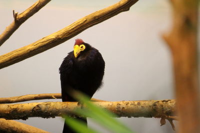 Bird perching on a branch