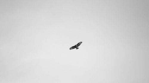 Low angle view of bird flying in sky