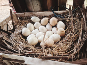 High angle view of hay in nest