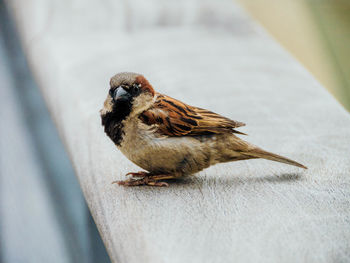 Close-up of an animal