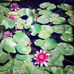 Lotus water lily in pond