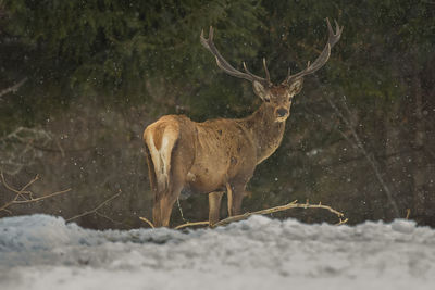 Portrait of stag during snow fall
