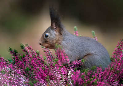 Close-up of squirrel on flower