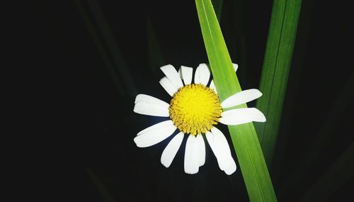 Close-up of white daisy flower against black background