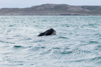 View of a turtle in sea