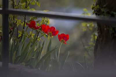 Close-up of red flowering plants