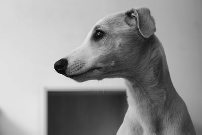 Close-up of dog looking away