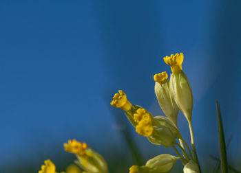 Close-up of yellow flowering plant against blue sky