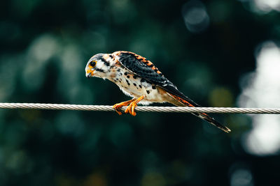 Beautiful common kestrel falcon standing on a cable in the rural fields of puerto rico