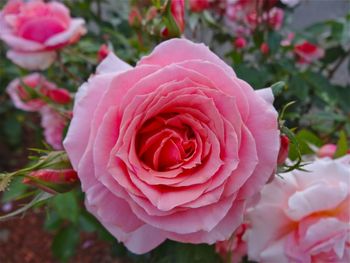 Close-up of pink rose