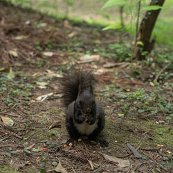 Portrait of squirrel on field