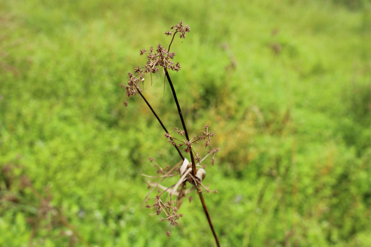 CLOSE-UP OF PLANT