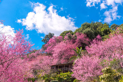 Low angle view of pink flowering tree against sky