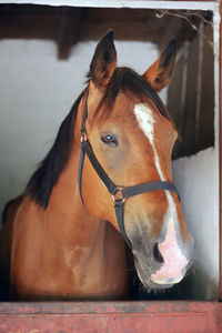 Close-up of horse in stable