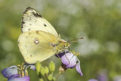 Close-up of butterfly on purple flower