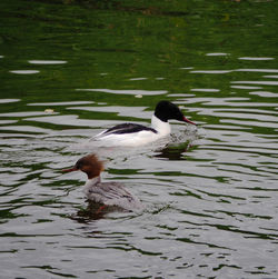 Duck swimming on lake