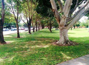 Trees in park