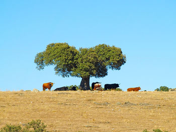 Cows grazing on field against clear blue sky