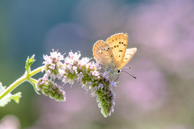 Close-up of butterfly pollinating on flower