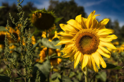 Close-up of yellow flowering plant