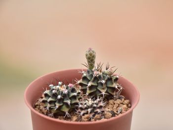 Close-up of potted plant