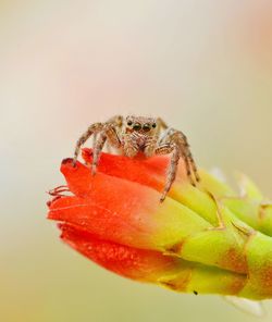 Close-up of spider on web