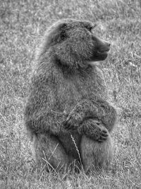 Close-up of monkey sitting on field