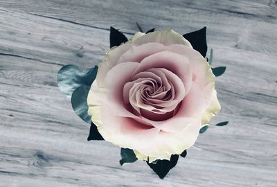 High angle view of rose bouquet on table