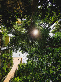 Low angle view of sunlight streaming through tree against sky