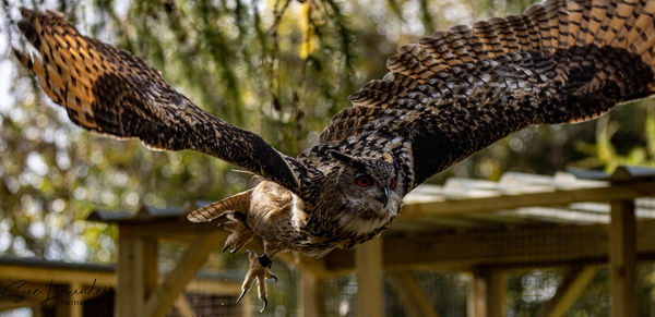 Bird perching on a tree
