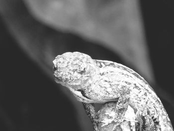 Macro shot of lizard