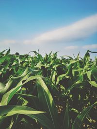 Close-up of crops growing on field against sky