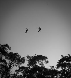 Low angle view of birds flying in the sky