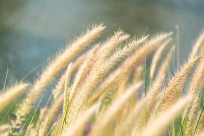 Close-up of wheat growing on field